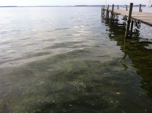 A harmful phytoplankton bloom in Lake Mendota, Wisconsin, one of the Virginia Tech team's study sites. Blooms such as these, which occur throughout most of the summer in Lake Mendota, severely degrade water quality. Photo credit: Cayelan Carey.